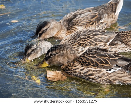 Closeup of three cute female mallard ducks feeding at the surface in the river