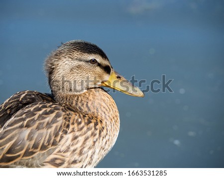 Closeup of a cute female mallard duck enjoying the sun after a swim in the river