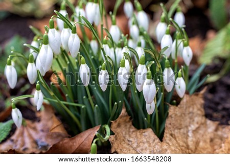 A bunch of snowdrops, latin galanthus, start showing their flowers at the end of winter. They are still closed and wet from the rain.Background is out of focus.