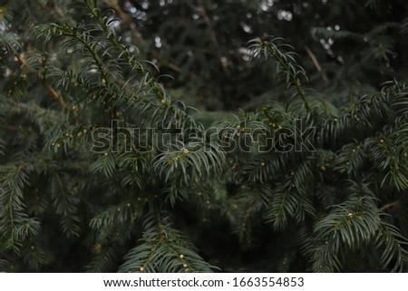 green branches, bush like a Christmas tree