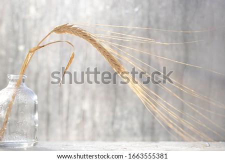 Still Life. Wheat ear in a glass vase on the background of a Sunny window. Art photo.