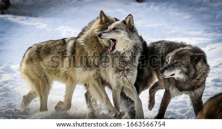 Wolf pack, wolves in winter snow