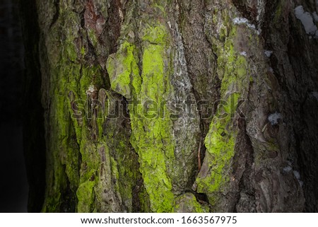 dark fantasy texture gray tree bark covered with green moss bewitching forest wallpaper background for design concept of wildlife