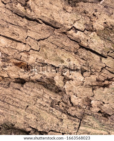 Tree bark texture full frame in nature. Warm brown background