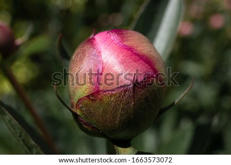 Macro photograph of a rose bloom in nature