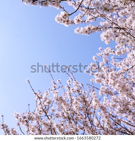 Almond tree branches in bloom with blue sky in the background.