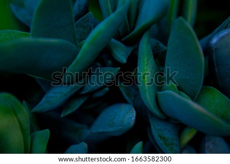 green succulent leaves at garden