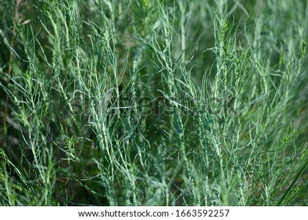 Thin Blades of Grass in Summer Field background image