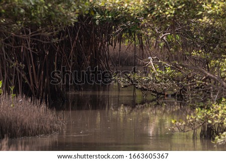 Mangrove trees in South India
