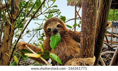 Smiling baby Brown throated Three toed sloth in the mangrove, Caribbean,  Costa Rica Royalty-Free Stock Photo #166361771