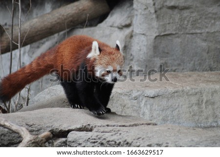 Red panda taking a stroll