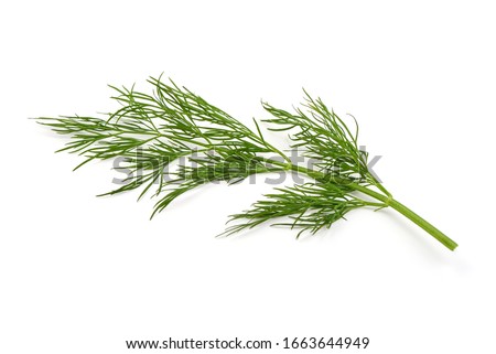 Fresh dill, isolated on white background Royalty-Free Stock Photo #1663644949