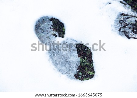 Signs of spring showing through a footprint in the snow
