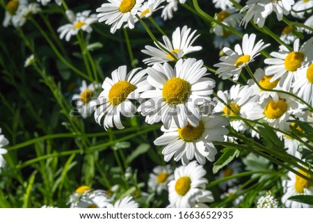 Chamomile. Extract of Italian chamomile Matricaria recutita is considered strong tea. It was used in phytotherapy as antimicrobial and anti-inflammatory. It is also used in ointments and lotions, infe Royalty-Free Stock Photo #1663652935