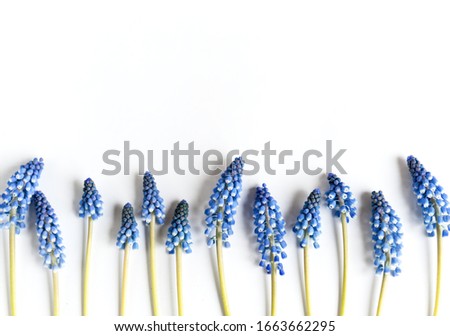 Blue muscari on a white background. Background for text.

