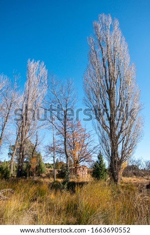 Colors of Autumn and Winter: trees in the forest with orange brown leaves and blue sky Teruel Spain