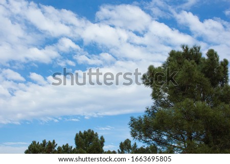 Bright blue sky and white clouds in the morning with tree and leaves and copy space for add text for background, natural, and inspirational concept