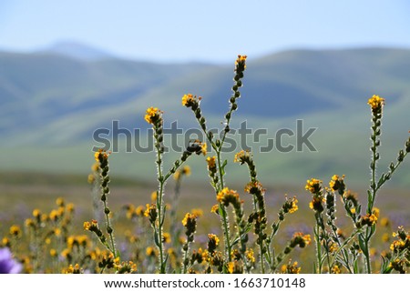Yellow wildflowers with mountains in the background. Beautiful views during spring season at the Wildflower loop trail at Wind Wolves Preserve near Bakersfield, CA. 