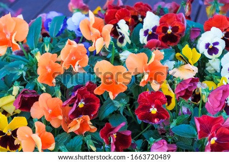 viola tricolor pansy, flowerbed.floral background with and lilac tricolor pansies close-up, selective focus. Blue, orange, yellow, white lovely flowers in a summer or spring garden.colorful viola