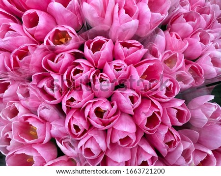 Pink, delicate tulips, large, beautiful buds close-up, bright spring background for March 8 or for a holiday
