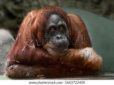 Pictured is a brown orangutan with a thoughtful look. Sawdust tangled on his wool. Moscow 2020