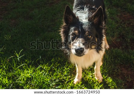 a very beautiful border collie dog