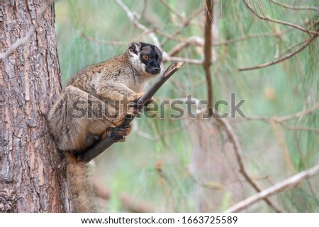 common brown lemur (Eulemur fulvus) in Madagascar jungle