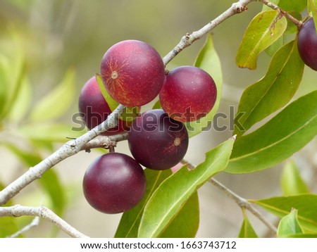 Camu camu, Vitamin C rich fruit, (Myrciaria dubia) on the tree, on the banks of the Rio Negro. Pure vitamin C protection against Corona Virus, because it strengthens the immune system. Amazon, Brazil  Royalty-Free Stock Photo #1663743712