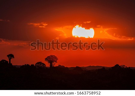 Sunset, silhouette of quiver trees, Garas Park, near Keetmanshoop, Namibia