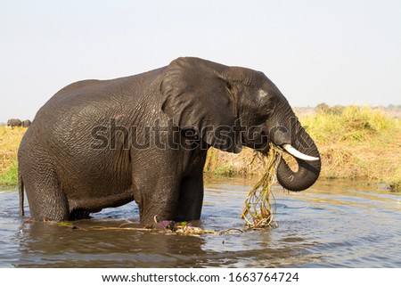 African Elephant (Loxodonta africana), eating in the river, Chobe National Park, Botswana.