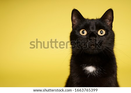 Black cat on yellow background. Friday 13th