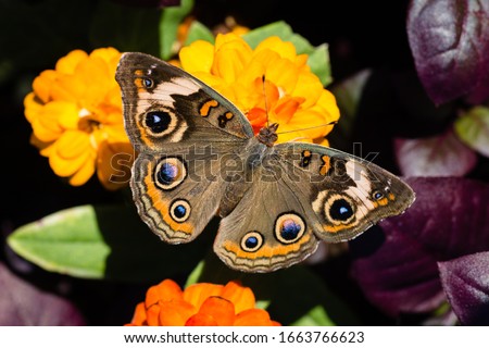 Common Buckeye Butterfly on orange marigolds Royalty-Free Stock Photo #1663766623