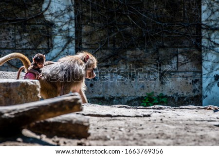 Baboon with child and brother and sister riding on mothers back