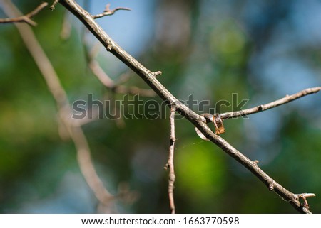 wedding rings hang on a branch against the background of the park