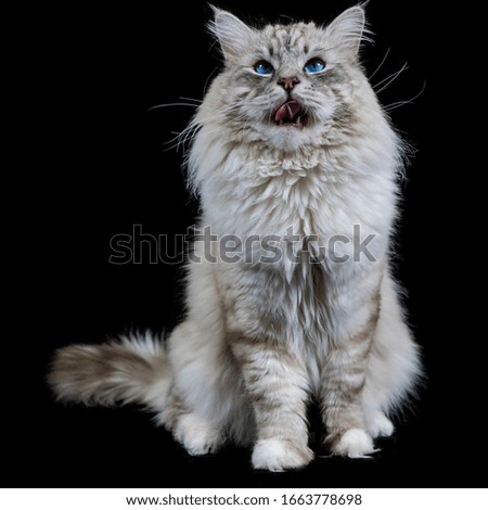 Funny white and fluffy  domestic cat with blue eyes isolated on black
