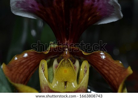 wild orchid venus in flower shop