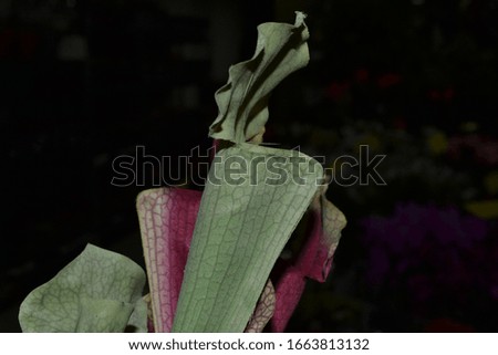 Insectivorous plant Sarracenia flycatcher in a pot