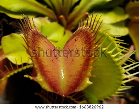 Dionaea Muscipula Typical form. Venus Flytrap fangs, sensory hairs - Predatory plant, Beauty Carnivorous Plant 
