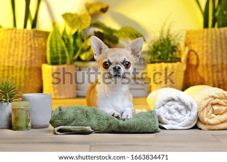 Mini chihuahua having rest on the towel at the cozy SPA