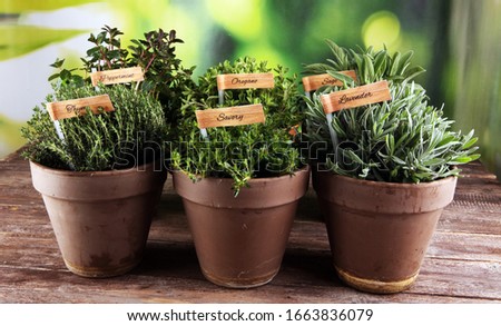 Homegrown and aromatic herbs in old clay pots. Set of culinary herbs. Green growing sage, oregano, thyme, savory, mint and oregano with labels Royalty-Free Stock Photo #1663836079