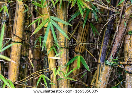 Details of the bamboo forest and its green leaves