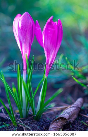 Vertical photo of a pink crocus macro among blue-green grass with shallow depth of field