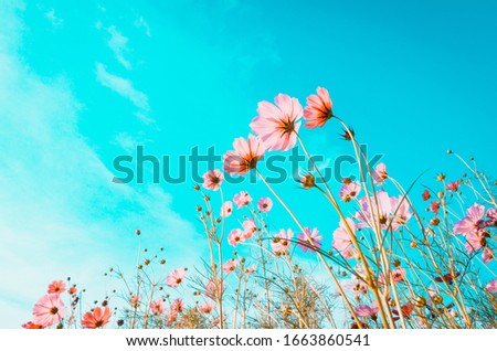 beautiful cosmos flowers are blooming in vintage tones with bright sky background. Royalty-Free Stock Photo #1663860541