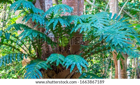 Green and lush tropical fern attached  on the tree in the rain forest
