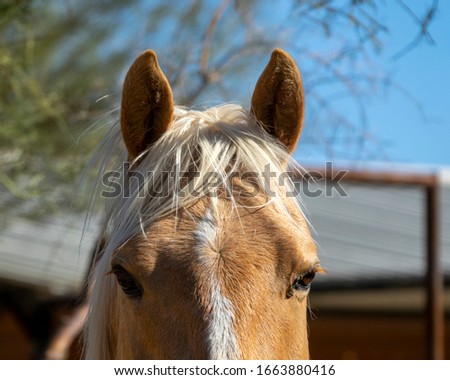 An horse ears and eyes with a blond mane