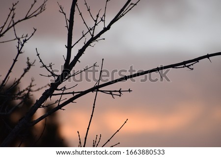 Sunset picture of branches from a tree