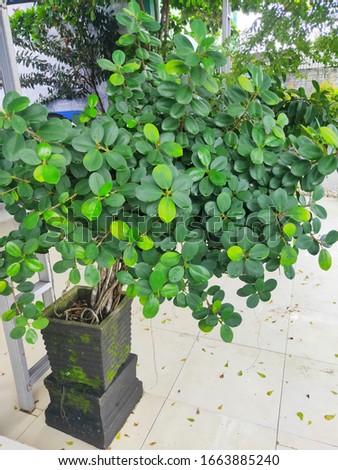Pictures of banyan/bonsai ornamental trees with small green leaves in Pot. Selective Focus