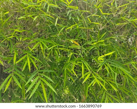 Bamboo branch in bamboo forest, beautiful green nature 