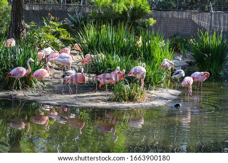 Not focused photograph of Pink Flamingo birds are in a beautiful pond