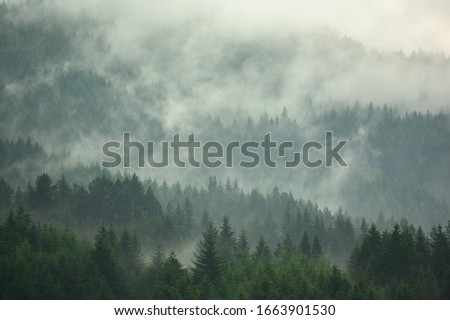 The pine forest in the valley in the foggy morning Fresh atmosphere of green. Royalty-Free Stock Photo #1663901530